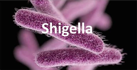 Shigella .
